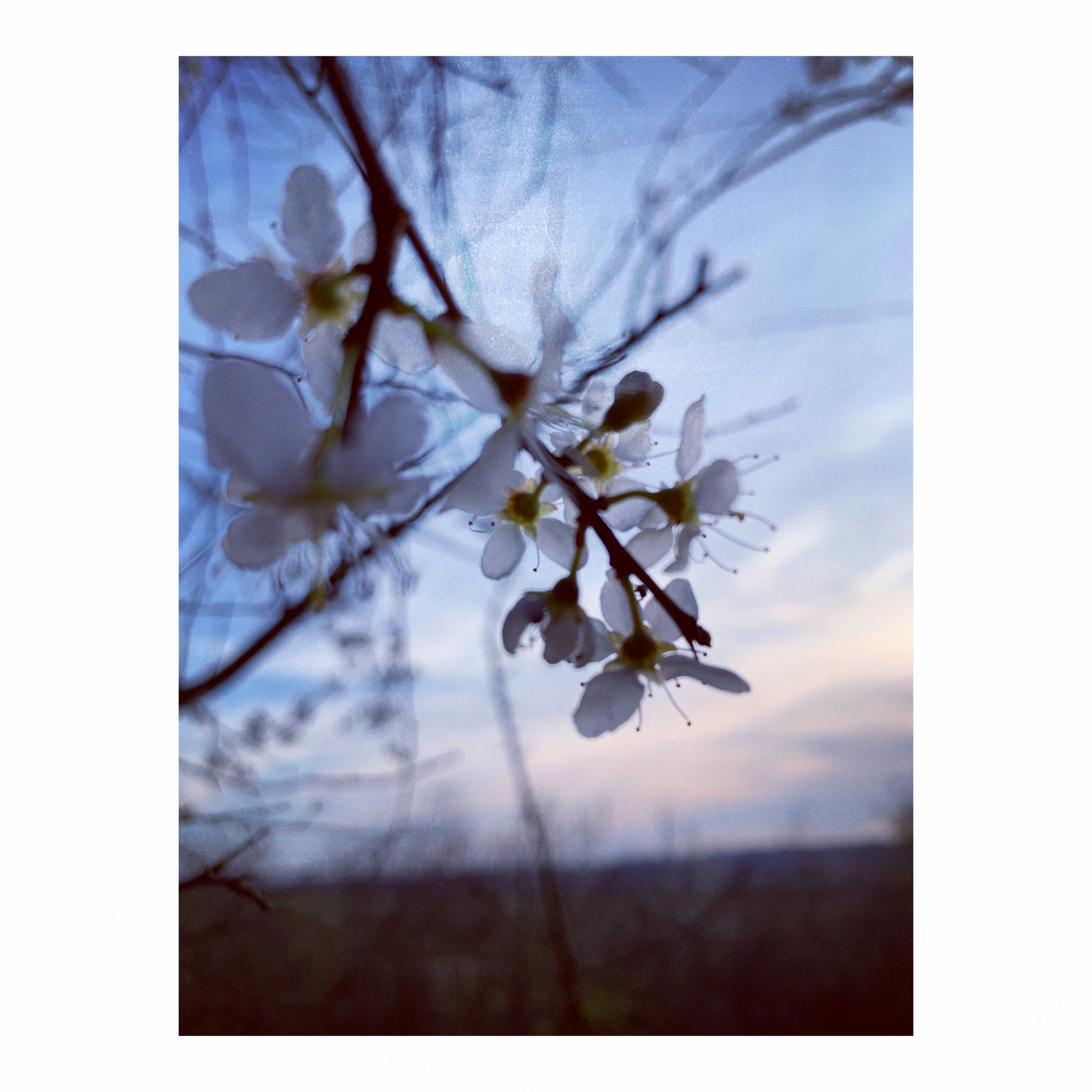 Image : A photograph of spring blossom, set against a pink tinged sky. An almost ghostly trace can be seen in the image.