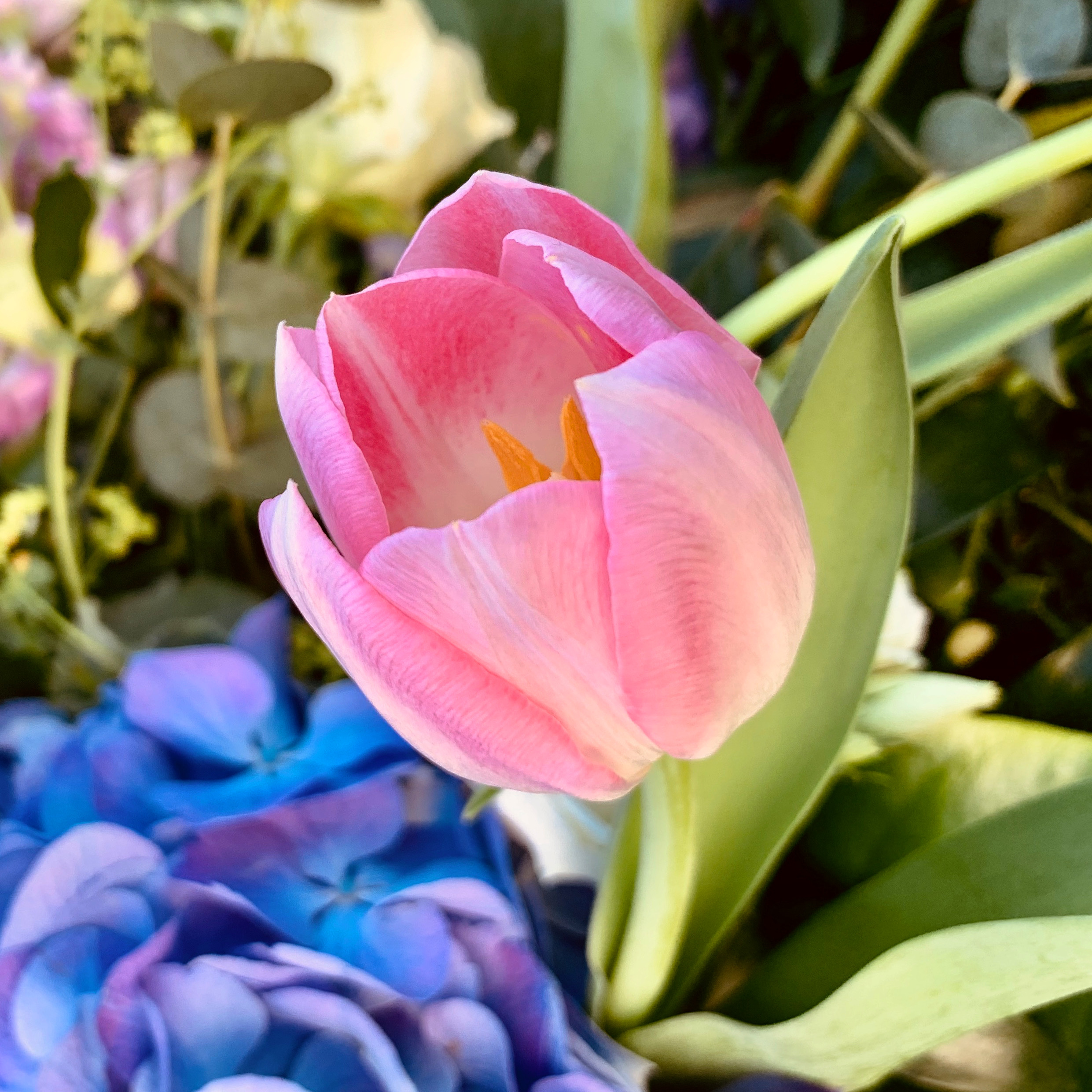 Image : A photograph of a pink tulip amongst an arrangement of different flowers and foliage.